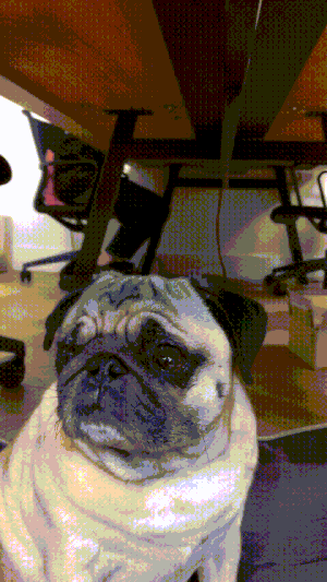 The office pug